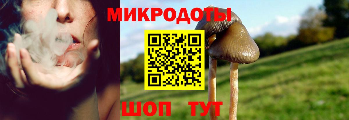 Галлюциногенные грибы Psilocybine cubensis Пугачёв